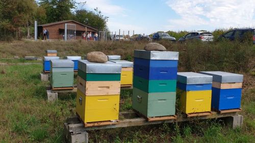 Dossier du mois de septembre : Marckolsheim, labellisée depuis 2018 APIcité® œuvre pour la biodiversité