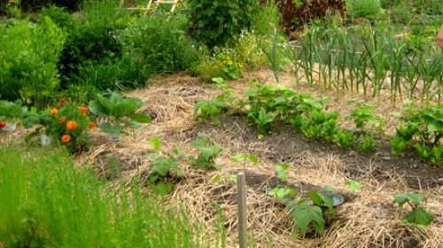 Jardins familiaux
