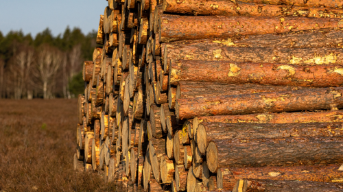 Dossier complet vente populaire de bois à exploiter et bois à façonner