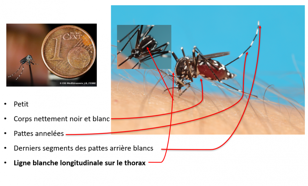 reconnaître le moustique tigre