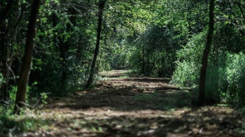 Battues de chasse / Autorisation de tir de nuit avec une source lumineuse